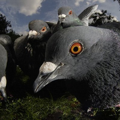Tarsio25's profile picture. Pigeon wanna be... I dont discriminate, I hate everyone!