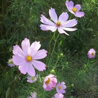 たまごやき (@q972o0dyamef5hs) 's Twitter Profile Photo