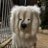 maleebookshelf's profile image