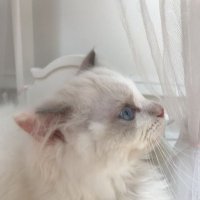 もち (@shoooo_171) 's Twitter Profile Photo