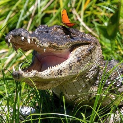 Sæd/sprut | I'm a Metalhead | I love alligators and crocodiles super cute :) 🐊