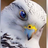 BQ (@badr_al3almi_) 's Twitter Profile Photo BQ (@badr_al3almi_) 's Twitter Profile Photo