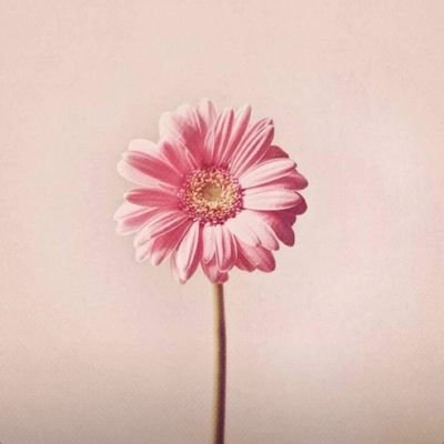 ozsoy_eliff's profile picture. Türk Dili ve Edebiyatı