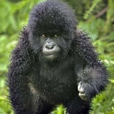 ゲームとアニメマンガと日常📱🦍 垢お引っ越ししました!20↑の大人だよ!5⃣沼だよッッ!!!FF7EC、呪術ファンパレ、チェンクロ、FGO🦍猫やもふもふ成分も多め🦍無言フォローごめんなさい🦍