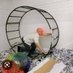escape the Hamster wheel of debt slavery (@hamsterbtconly) Twitter profile photo escape the Hamster wheel of debt slavery (@hamsterbtconly) Twitter profile photo