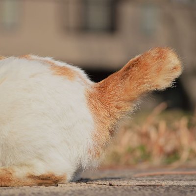 Kemokem61865737's profile picture. けもフレ好き カラカル命名:くだものフレンズ、 ラッキーお絵かき:外履きスリッパ ラッキー耐久:腕組みしながらお仕事耐久