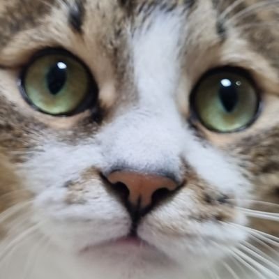 Kkingkawa's profile picture. 🐈삼이 🥜땅콩이 //리듬우락