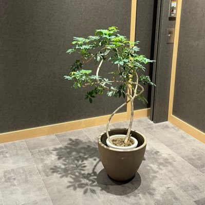 toivodepolku's profile picture. 癒し、気づきなどをゆるく。審美眼を磨く。たまに青森県。| 興味:鉱石、審美眼、植物、自然、哲学、デザイン、建築、空間、ミュージアムなど|大切な人のために自身も大切に♡