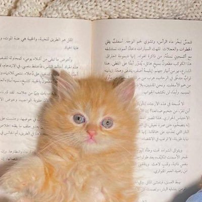 Y.O 25 | تبنى لا تشتري 🐈 | كُتب 📖 | موسيقى 🎻 |