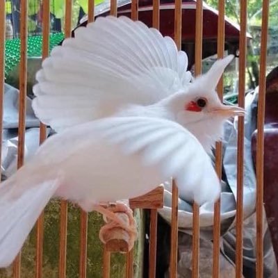 ThngKc1's profile picture. Chữ Tín còn , Còn tất cả !!, #stack , #Stackos