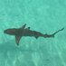 requin (@jouvmarc) Twitter profile photo requin (@jouvmarc) Twitter profile photo