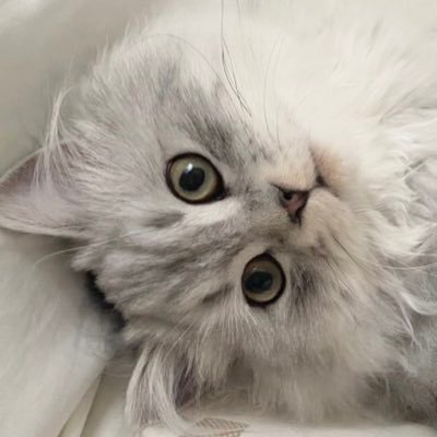 サイベリアン(シルバータビー&ホワイト)♂のすぴ(3歳)🐈⬛ 毎日カワイイ猫チャンが見られる極上のアカウント ※無断転載はやめてネ