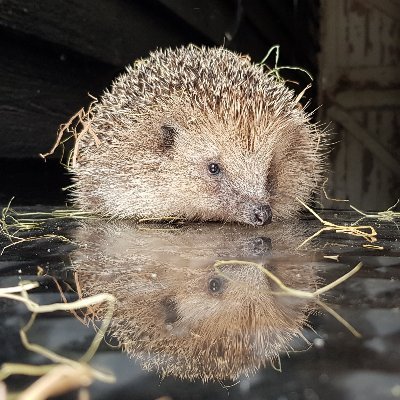 The population of UK hedgehogs is declining rapidly. Shepreth Wildlife Conservation Charity Hedgehog Hospital looks after rescued hedgehogs and needs your help!