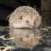 SWCC Hedgehogs (@SWCCHedgehogs) Twitter profile photo