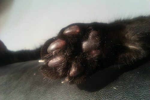 tdkgunderson's profile picture. FWIW, you'll probably see more of me if you follow my podcast account, @peculiarmayhem