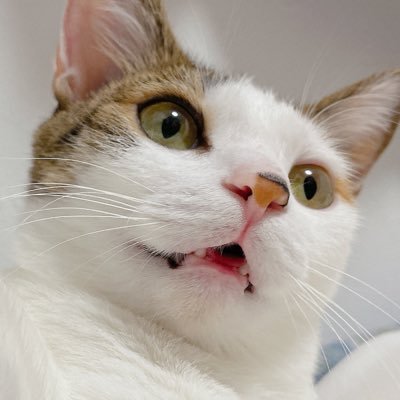 : お顔がキュートでちょっぴりビビリなポテチ♀𝟦歳🥔🐱 : 𝟤𝟢𝟤𝟤.𝟢𝟩/𝟤𝟣に家族になりました : 𝟤𝟢𝟤𝟣.𝟢𝟪/𝟣𝟧🎂:保護猫🐾 : ポテチの記録 📖 :
