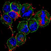 Susan Bullman (@bullmanlab) 's Twitter Profile Photo Susan Bullman (@bullmanlab) 's Twitter Profile Photo