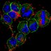 Susan Bullman (@bullmanlab) Twitter profile photo Susan Bullman (@bullmanlab) Twitter profile photo