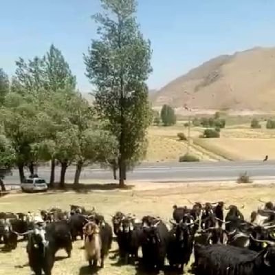 Ammaroglu1's profile picture. 