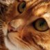 Archie (@archiefriends) Twitter profile photo