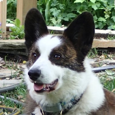 Retired corgi about town, academic, writer, naturalist