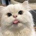🦭lita~ (@chlixphi) Twitter profile photo 🦭lita~ (@chlixphi) Twitter profile photo