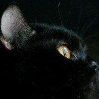 Zyanya.ETH (@zyanyaeth) 's Twitter Profile