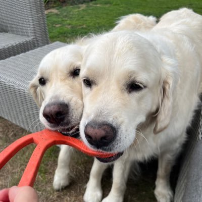 Golden Retrievers learning about the world with owners Sharon and Mark. Norbert born 1st July 2017 and Dudley born 21st May 2019.