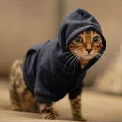 W1nters_s's profile picture. Meow

I play Minecraft fr