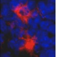 MariaLafaille Lab (@mlafaillelab) Twitter profile photo