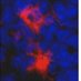 MariaLafaille Lab (@mlafaillelab) Twitter profile photo MariaLafaille Lab (@mlafaillelab) Twitter profile photo