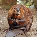 Randy Reid - @ldbeavers - Twitter