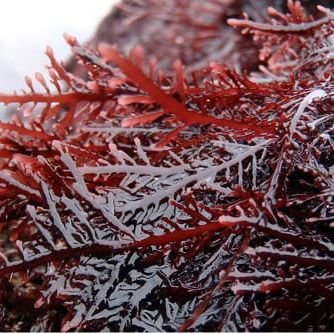 We are suppliers and exporters of dried gelidium seaweed from Morocco