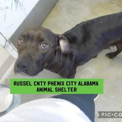 Russell County-Phenix City Alabama Animal Shelter.

We our volunteers trying to save the animals at this shelter