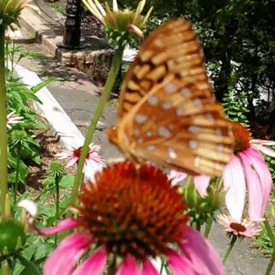 Verjlc1Rosado's profile picture. 