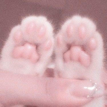♡𝙷𝚊𝚗𝚒𝚝𝚊𝙲𝚊𝚝♡さんのプロフィール画像