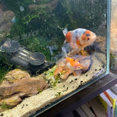 アクアリウム 熱帯魚 水草 飼育歴26年 小型水槽 ビーシュリンプ🦐プレコ らんちゅう 金魚 海水魚 テラリウム アグラオネマ コリドラス グラミー ジュエルオーキッド メイン垢→ @zenzel_main