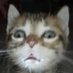 Applestoapples (@applest10951652) Twitter profile photo Applestoapples (@applest10951652) Twitter profile photo