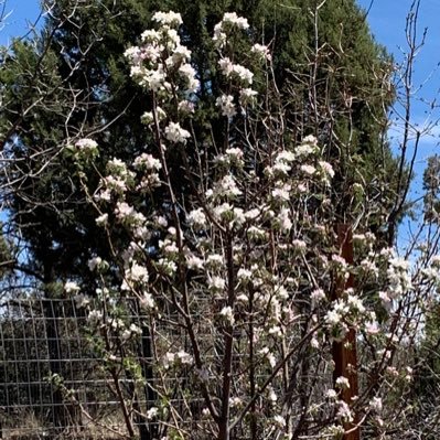 Small orchards, berries, beekeeping, gardening, composting. Having fun while I do it.