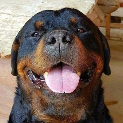 If you love #rottweiler. 🐕‍🦺 Then follow us to see beautiful 🐶 Photos & Vedios🐶! Checkout Our 👕 Merch👗Bellow!