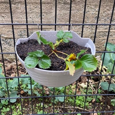 賃貸アパートの庭で家庭菜園をしています！ 季節の野菜は自給自足できればいいなぁと思いつつ頑張ってます！ 今後に向けて色々備蓄中です。