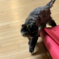 catmeoo (@catmeoo1catmeoo) Twitter profile photo