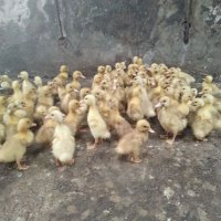 Punokawan (@dongkol_lurah) 's Twitter Profile