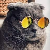 NgcebzB's profile picture. Full-Stack Software Engineering Student @alx_africa || Business Development Executive @ Cape Media Corporation