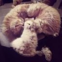 Becerril Adrian - @BecerrilAdrian1 - Twitter