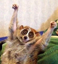 smartroot's profile picture. 