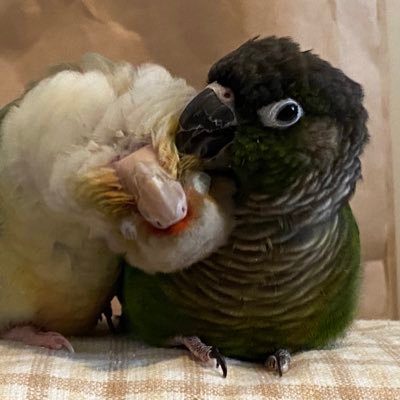 🐦🐦ウロコインコ ぱるちゃん&ゆうちゃんトレーニングと遊びの記録 #palyoutraining #palyouバーコミュ 🍀養生関係