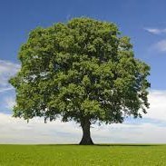 Tree Value (@tree_value) 's Twitter Profile Photo Tree Value (@tree_value) 's Twitter Profile Photo