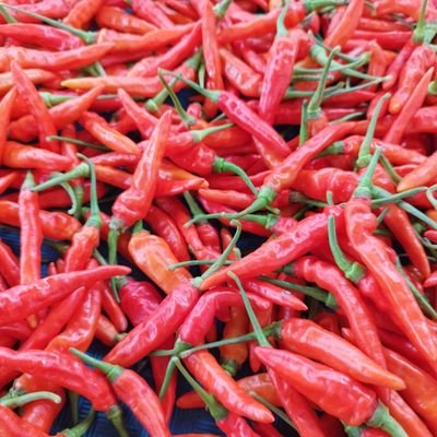 almaycca's profile picture. Bismillah....