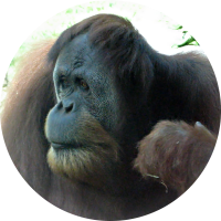 Amazing primate photos, images, and gifts. Find your favorite: orangutan, ape, monkey, gorilla, lemur, http://t.co/66WcqnlVQY